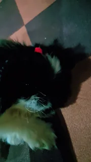 Pets - Ad posted by Kerusha Nair