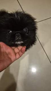 Pets - Ad posted by Kerusha Nair