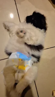 Pets - Ad posted by Kerusha Nair