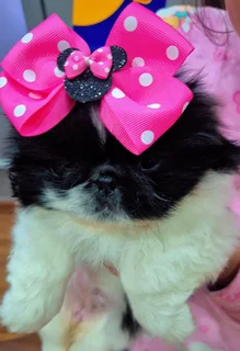 Pets - Ad posted by Kerusha Nair