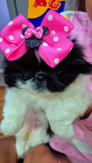 Pets - Ad posted by Kerusha Nair