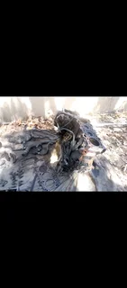 Bmw e46 M47 engin stripping for parts