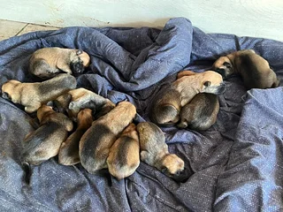 Belgium Malinois Puppies