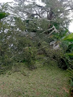 IZITHELO TREE FELLING &amp; CONSTRUCTION (0603065476)