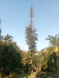 IZITHELO TREE FELLING &amp; CONSTRUCTION