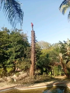 IZITHELO TREE FELLING &amp; CONSTRUCTION