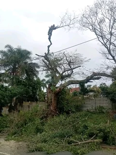 IZITHELO TREE FELLING &amp; CONSTRUCTION