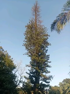 IZITHELO TREE FELLING &amp; CONSTRUCTION (0603065476)