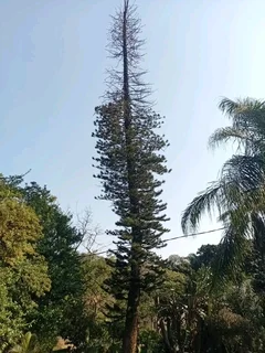 IZITHELO TREE FELLING &amp; CONSTRUCTION (0603065476)