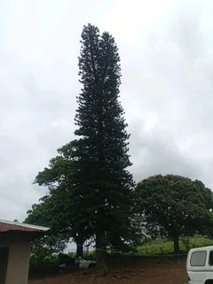 IZITHELO TREE FELLING &amp; CONSTRUCTION (0603065476)