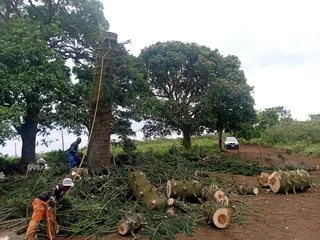 IZITHELO TREE FELLING &amp; CONSTRUCTION (0603065476)