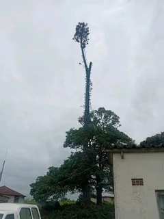 IZITHELO TREE FELLING &amp; CONSTRUCTION (0603065476)