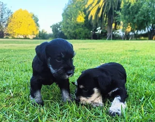 Schnauzer puppies