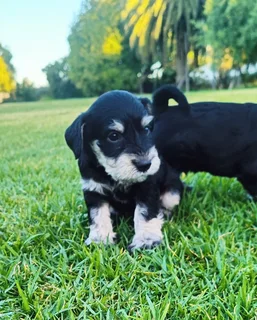 Schnauzer puppies