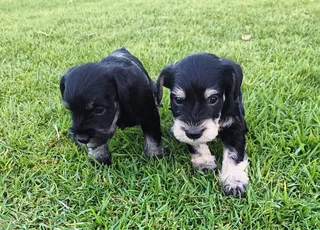Schnauzer puppies