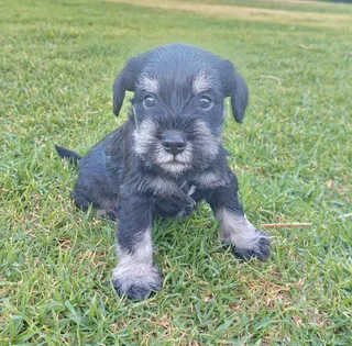 Schnauzer puppies