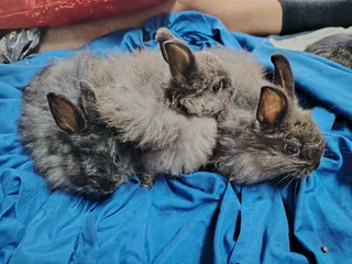 Bunnies for sale