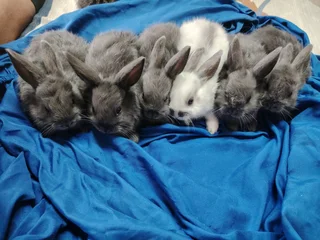 Bunnies for sale