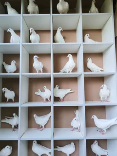 Pure White Pigeons
