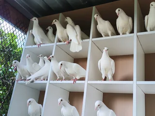 Pure White Pigeons