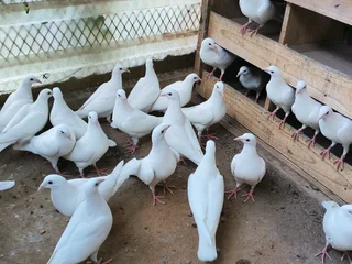 Pure White Pigeons