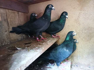 Black racing Homer pigeons