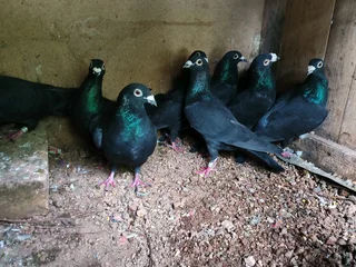 Black racing Homer pigeons
