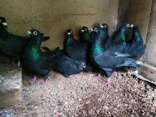 Black racing Homer pigeons
