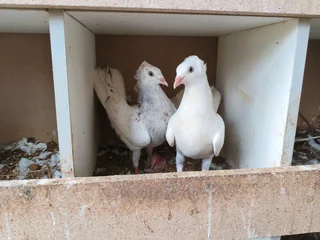 Danzig High-flying Pigeons