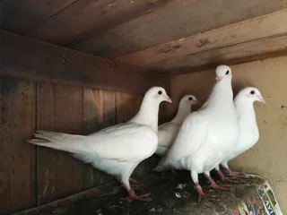 Pure White racing Homer Pigeon
