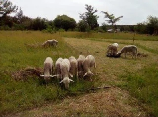 SMALL HOLDING .TWO FLATLETS.STRONG WATER. TWO BOREHOLES.SAVE AREA.CAN BUILD EASY 6 HOUSES.