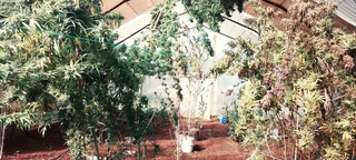 PLOT AVAILABLE WITH TO VERY LARGE GARAGES AND LICENECED MARIJUANA TUNEL