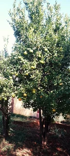 PLOT AVAILABLE WITH TO VERY LARGE GARAGES AND LICENECED MARIJUANA TUNEL