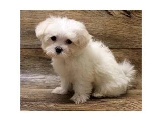 Looking For Female Maltese