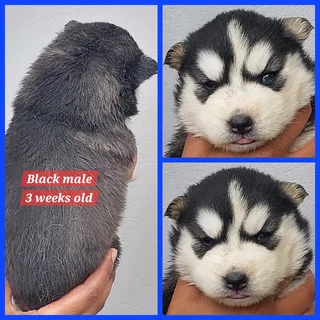 Registered Siberian Husky pups