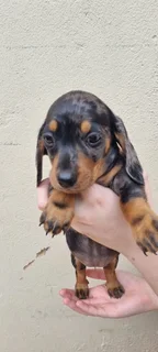 Beautiful Minature Dapple Dachshund puppies available.