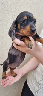 Beautiful Minature Dapple Dachshund puppies available.