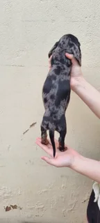 Beautiful Minature Dapple Dachshund puppies available.