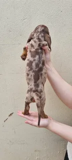 Beautiful Minature Dapple Dachshund puppies available.