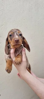 Beautiful Minature Dapple Dachshund puppies available.