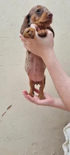 Beautiful Minature Dapple Dachshund puppies available.