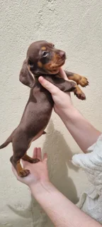 Beautiful Minature Dapple Dachshund puppies available.