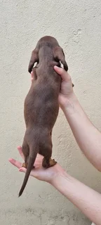 Beautiful Minature Dapple Dachshund puppies available.