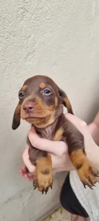 Beautiful Minature Dapple Dachshund puppies available.