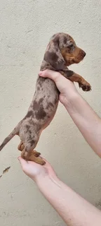 Beautiful Minature Dapple Dachshund puppies available.