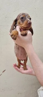 Beautiful Minature Dapple Dachshund puppies available.