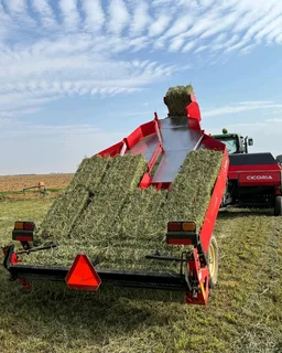 Cicoria baler met Acomilator