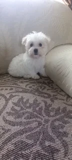 Male Maltese pup