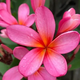 Looking for male English Bulldog Puppy ready for rehoming by Jan 2026