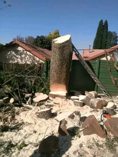 Trinity tree felling and garden service